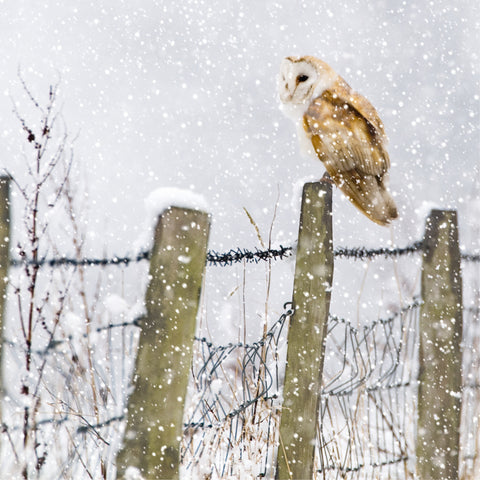 New for Christmas 2025! Barn owl in a blizzard